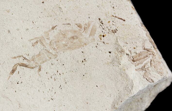 Two Fossil Pea Crabs (Pinnixa) From California - Miocene #49797
